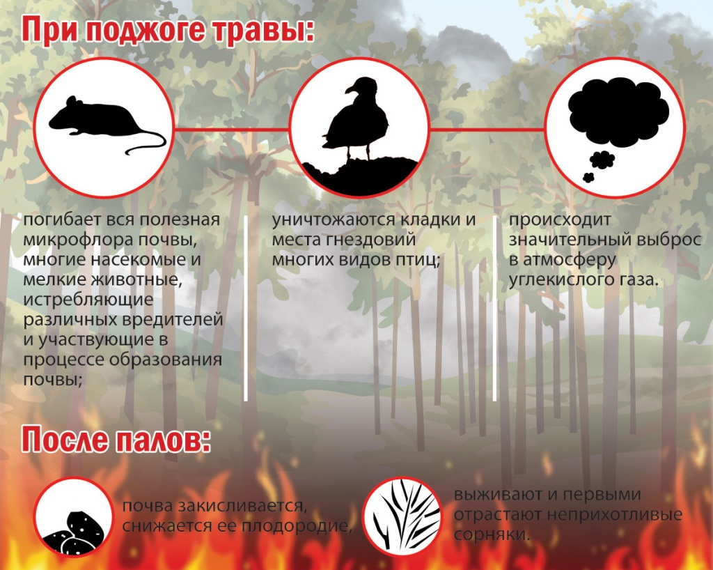последствия лесных пожаров.jpg
